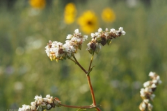 boekweit#(20230724) flora