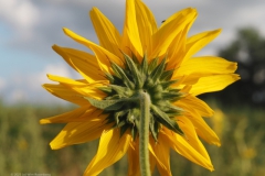 zonnebloem#(20230724)b flora