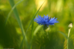 korenbloem#(20230724) flora