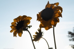 zonnebloem#(20230724)c flora