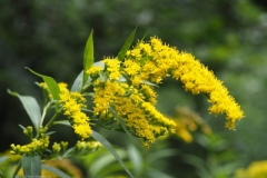 guldenroede#(20230808) flora