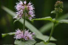 watermunt#(20230808)a flora