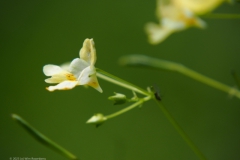 springzaad#(20230808) flora