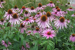 zonnehoed#(20130831) flora