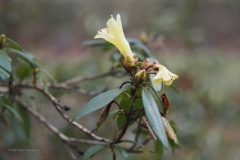 hengel#(20210103)b flora