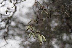 hazelaar#(20210103)a flora