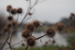 klit#(20240106) flora