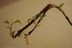 wilg#(20220106) flora