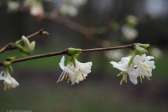 winterkamperfoelie#(20240106) flora