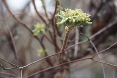 rododendron#(20240106) flora