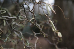 hazelaar#(20240106)a flora