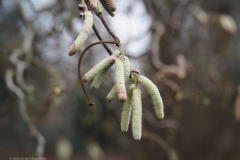 hazelaar#(20240106)b flora
