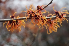 hazelaar#(20240106) flora