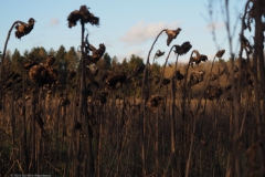 zonnebloem#(20230108)f flora