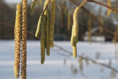 hazelaar#(20240116)b flora
