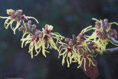 hazelaar#(20230117) flora