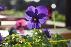 viooltje#(20230117) flora