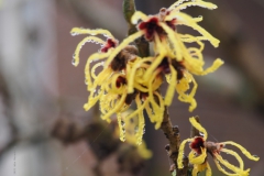 hazelaar#(20220118)a flora