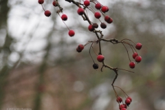 meidoorn#(20230122)a flora