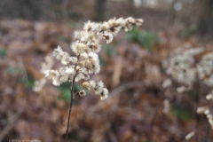late guldenroede#(20240122) flora