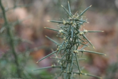 gaspeldoorn#(20240122) flora