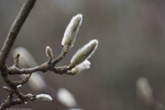 wilg#(20230122) flora