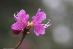 rododendron#(20220123) flora