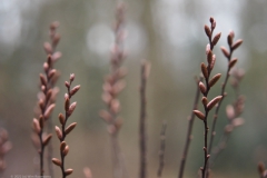 wilde gagel#(20220123) flora