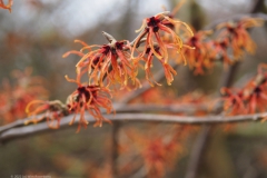 hazelaar#(20220123) flora