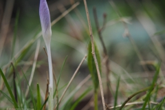 krokus#(20230124) flora