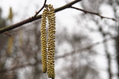 hazelaar#(20200125)a flora