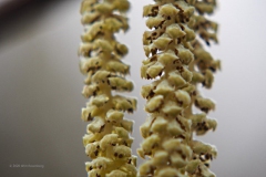 hazelaar#(20200125)aa flora