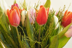 tulpen#(20210129) flora