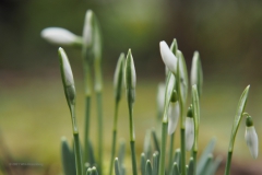 sneeuwklokje#(20210204) flora