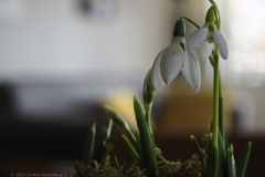 sneeuwklokje#(20250204) flora