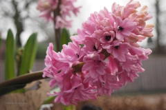 hyacint#(20210205)a flora