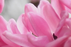 hyacint#(20210205)aa flora