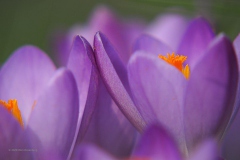 krokus#(20200206) flora