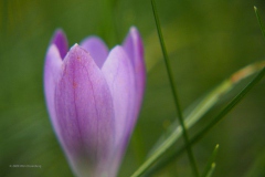 krokus#(20200206)a flora