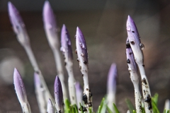 krokus#(20240207) flora