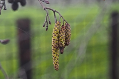 zwarte els#(20240207)a flora