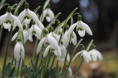 sneeuwklokje#(20220208) flora
