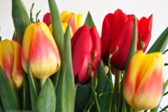 tulpen#(20230207) flora