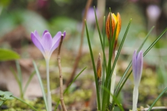 krokus#(20220208)c flora