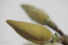 magnolia#(20210208)li flora