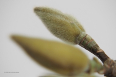 magnolia#(20210208)re flora
