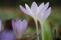 krokus#(20220208)a flora