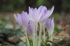 krokus#(20220208)b flora
