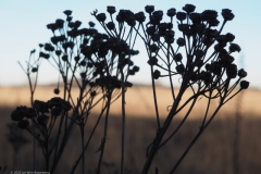 boerenwormkruid#(20230208) flora