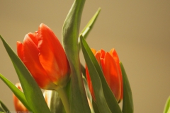 tulpen#(20220208) flora